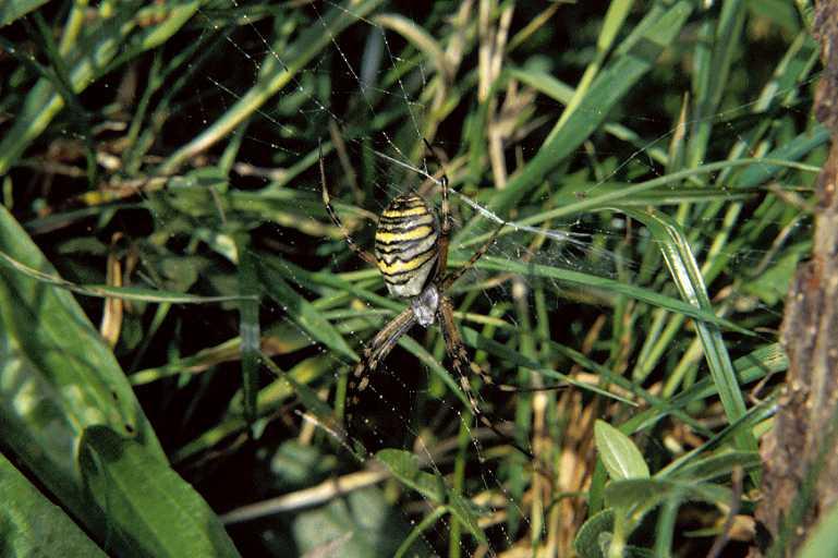 Argiope_bruennichi_P1112_Z_89_Les Gris_Frankrijk.jpg